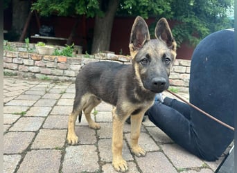 Argo, geboren 02.02.2026, 40cm sucht aktive Menschen