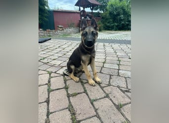 Argo, geboren 02.02.2026, 40cm sucht aktive Menschen