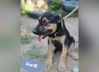 Gordi - zauberhafter Welpe