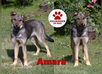 liebe Schäferhund Mischlings-Hündin Amara sucht ein Zuhause