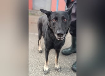 freundliche Schäferhund Mischlings-Hündin Raina sucht ihr Glück
