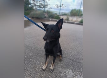 freundliche Schäferhund Mischlings-Hündin Raina sucht ihr Glück