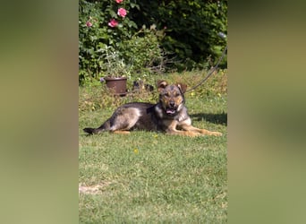 liebe Schäferhund Mischlings-Hündin Amara sucht ein Zuhause
