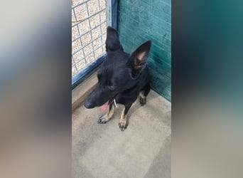 freundliche Schäferhund Mischlings-Hündin Raina sucht ihr Glück