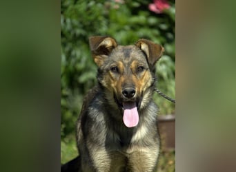 liebe Schäferhund Mischlings-Hündin Amara sucht ein Zuhause