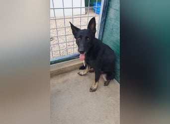 freundliche Schäferhund Mischlings-Hündin Raina sucht ihr Glück