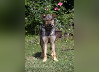 liebe Schäferhund Mischlings-Hündin Amara sucht ein Zuhause