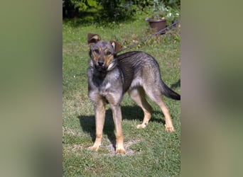 liebe Schäferhund Mischlings-Hündin Amara sucht ein Zuhause