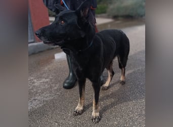 freundliche Schäferhund Mischlings-Hündin Raina sucht ihr Glück