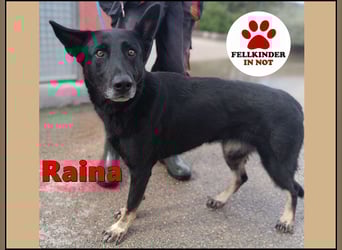 freundliche Schäferhund Mischlings-Hündin Raina sucht ihr Glück