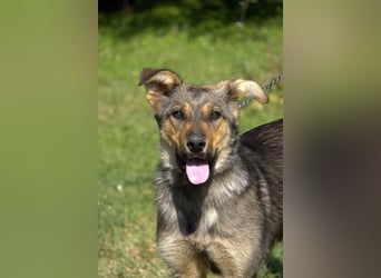 liebe Schäferhund Mischlings-Hündin Amara sucht ein Zuhause