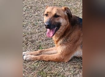 Bella, Hündin, absolut lieb und verschmust