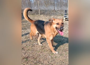 Bella, Hündin, absolut lieb und verschmust