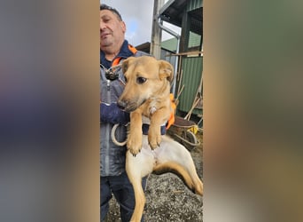 Bella, Hündin, absolut lieb und verschmust