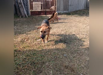 Bella, Hündin, absolut lieb und verschmust
