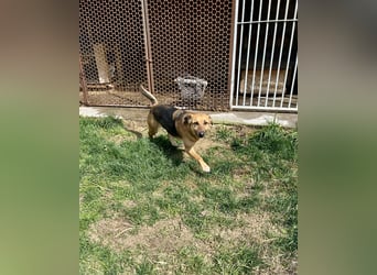 Bella, Hündin, absolut lieb und verschmust