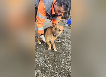 Bella, Hündin, absolut lieb und verschmust