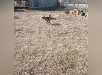 Bella, Hündin, absolut lieb und verschmust