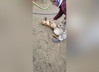Bella, Hündin, absolut lieb und verschmust