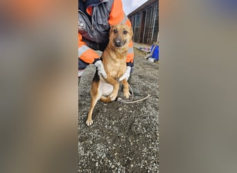 Bella, Hündin, absolut lieb und verschmust