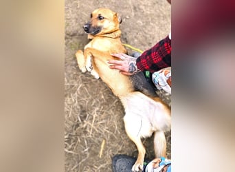 Bella, Hündin, absolut lieb und verschmust