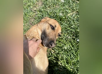 Bella, Hündin, absolut lieb und verschmust
