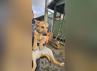 Bella, Hündin, absolut lieb und verschmust