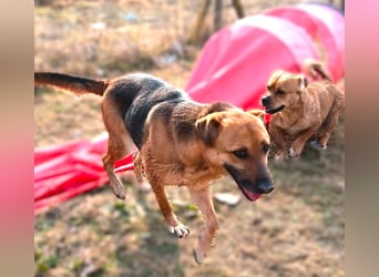 Bella, Hündin, absolut lieb und verschmust