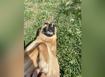 Bella, Hündin, absolut lieb und verschmust