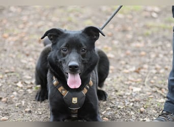 FIETE ist klug, freundlich und mutig!