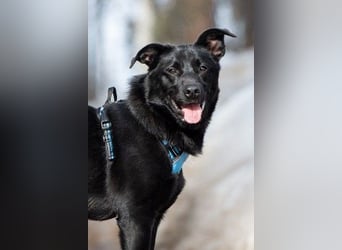 FIETE ist klug, freundlich und mutig!