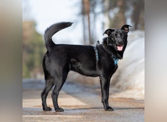 FIETE ist klug, freundlich und mutig!