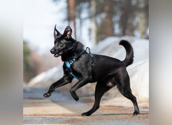 FIETE ist klug, freundlich und mutig!