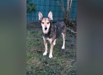 Akira sucht ein liebevolles Zuhause mit Garten