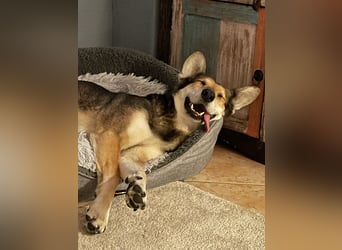 Akira sucht ein liebevolles Zuhause mit Garten