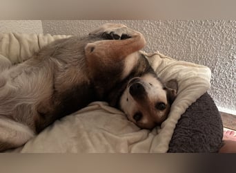 Akira sucht ein liebevolles Zuhause mit Garten