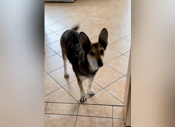 Akira sucht ein liebevolles Zuhause mit Garten