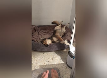 Akira sucht ein liebevolles Zuhause mit Garten