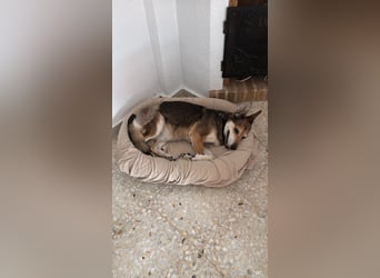 Akira sucht ein liebevolles Zuhause mit Garten