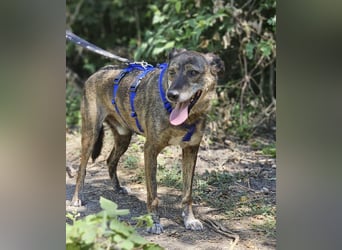 Boris - beeindruckender Hund mit großem Potential!