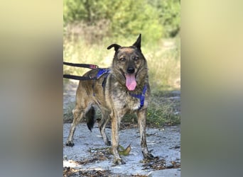 Lola - tolle Hündin mit riesigem Potenzial