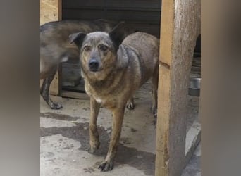 Lola - tolle Hündin mit riesigem Potenzial