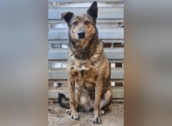 Lola - tolle Hündin mit riesigem Potenzial