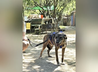 Boris - beeindruckender Hund mit großem Potential!