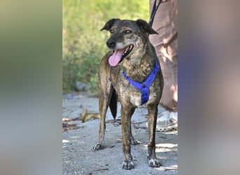Boris - beeindruckender Hund mit großem Potential!