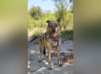 Lola - tolle Hündin mit riesigem Potenzial