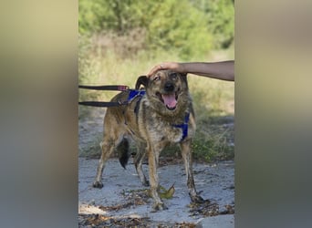 Boris - beeindruckender Hund mit großem Potential!