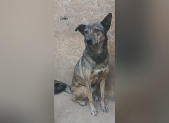 Lola - tolle Hündin mit riesigem Potenzial