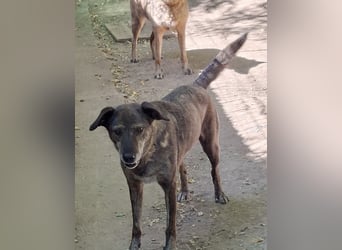 Boris - beeindruckender Hund mit großem Potential!