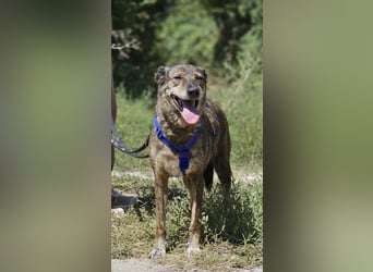 Boris - beeindruckender Hund mit großem Potential!